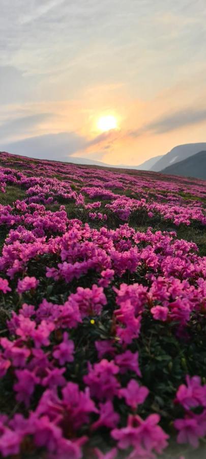 Complex Veverita Ranca Dış mekan fotoğraf