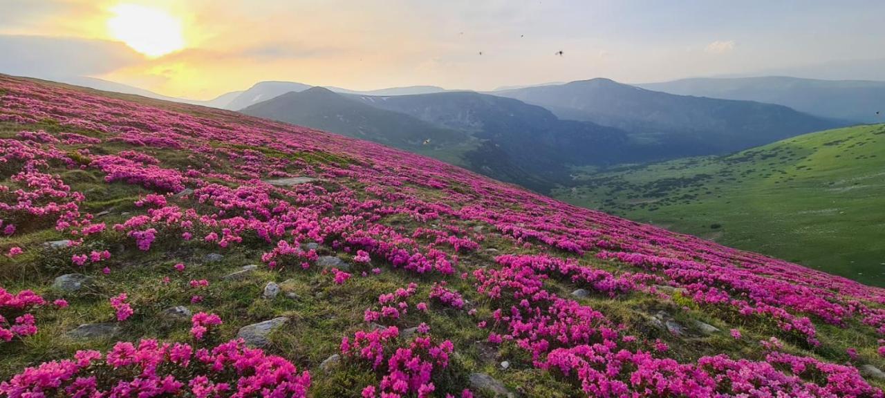 Complex Veverita Ranca Dış mekan fotoğraf